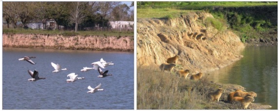 
Relevamiento
fotográfico de la cantera: fauna
